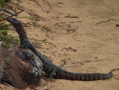 A large monitor lizard on a sandy path
