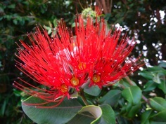 A bright red flower with fine filaments