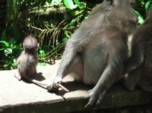 A mother monkey and her baby sitting on a stone ledge